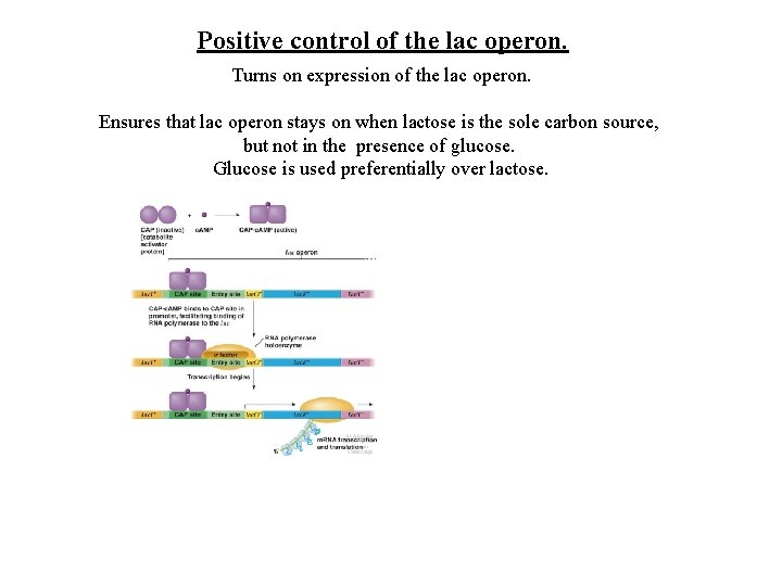 Positive control of the lac operon. Turns on expression of the lac operon. Ensures