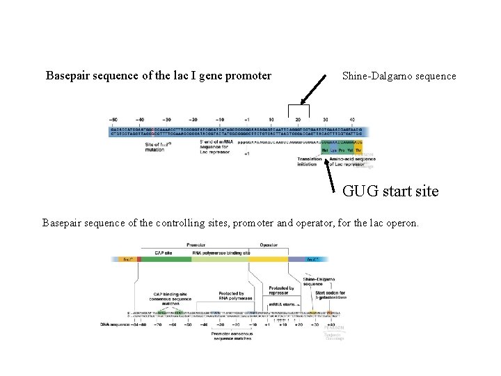 Basepair sequence of the lac I gene promoter Shine-Dalgarno sequence GUG start site Basepair