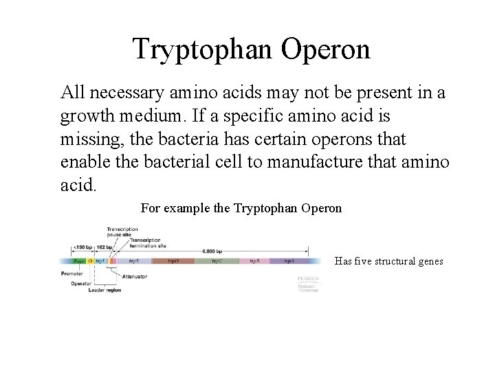 Tryptophan Operon All necessary amino acids may not be present in a growth medium.