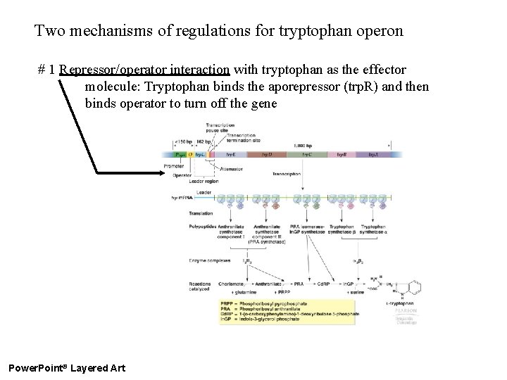 Two mechanisms of regulations for tryptophan operon # 1 Repressor/operator interaction with tryptophan as