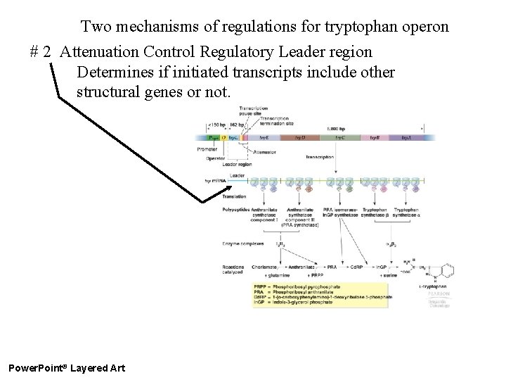 Two mechanisms of regulations for tryptophan operon # 2 Attenuation Control Regulatory Leader region