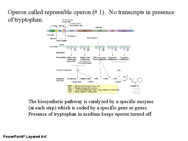 Operon called repressible operon (# 1). No transcripts in presence of tryptophan. The biosynthetic