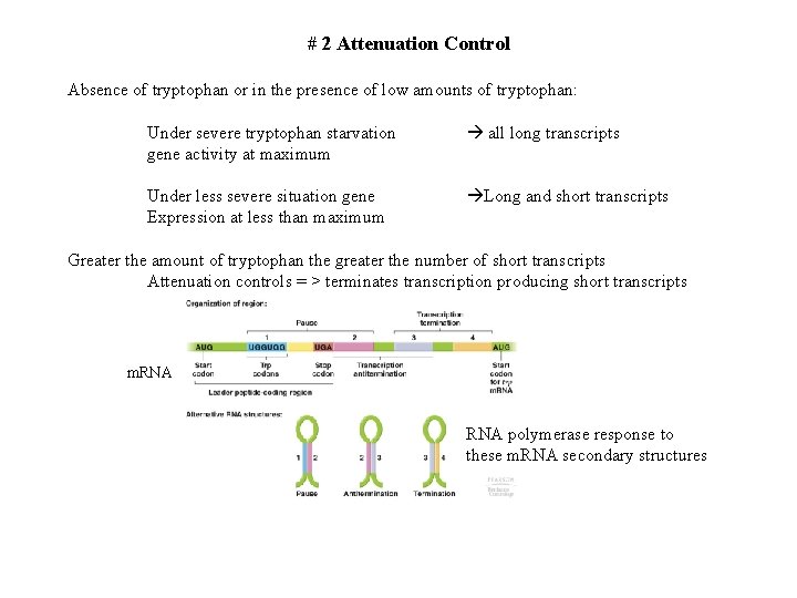 # 2 Attenuation Control Absence of tryptophan or in the presence of low amounts