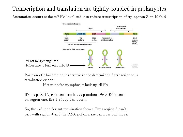 Transcription and translation are tightly coupled in prokaryotes Attenuation occurs at the m. RNA