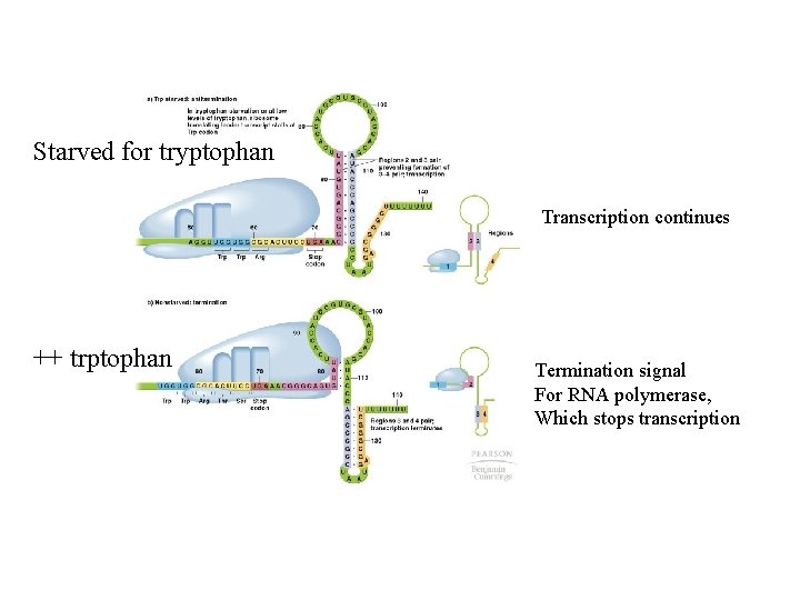 Starved for tryptophan Transcription continues ++ trptophan Termination signal For RNA polymerase, Which stops