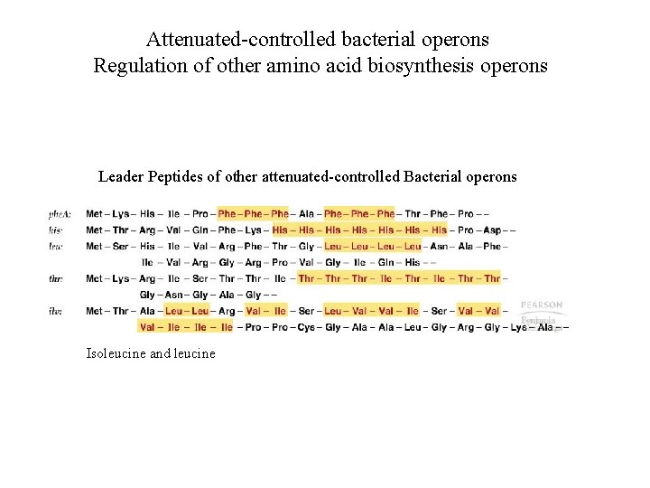 Attenuated-controlled bacterial operons Regulation of other amino acid biosynthesis operons Leader Peptides of other