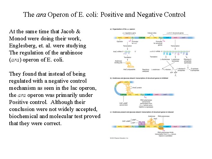 The ara Operon of E. coli: Positive and Negative Control At the same time