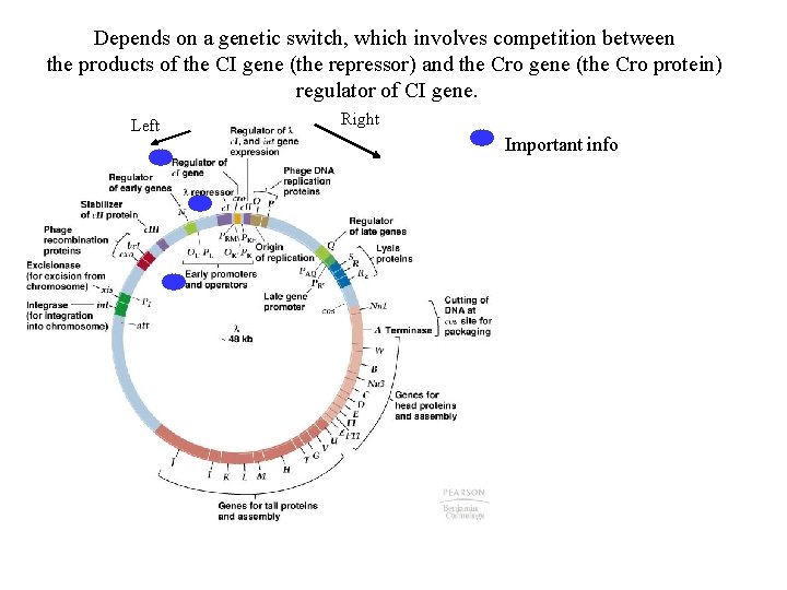 Depends on a genetic switch, which involves competition between the products of the CI
