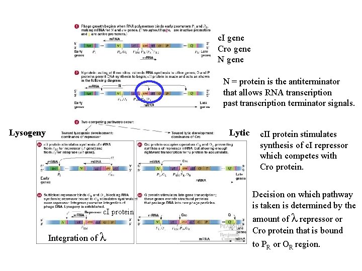 c. I gene Cro gene N = protein is the antiterminator that allows RNA