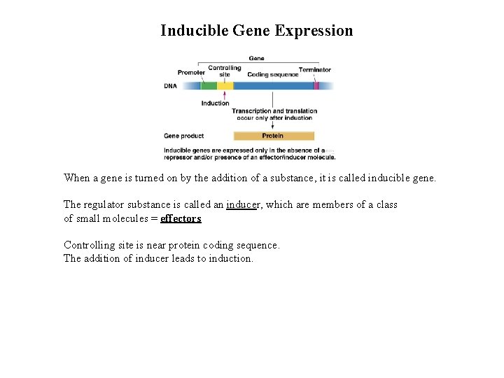 Inducible Gene Expression When a gene is turned on by the addition of a