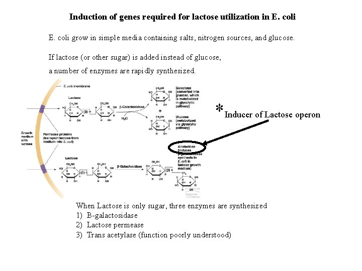 Induction of genes required for lactose utilization in E. coli grow in simple media