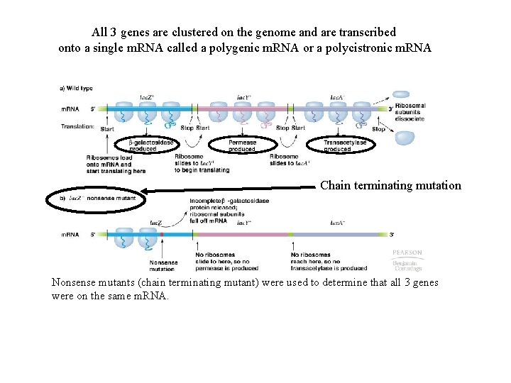 All 3 genes are clustered on the genome and are transcribed onto a single
