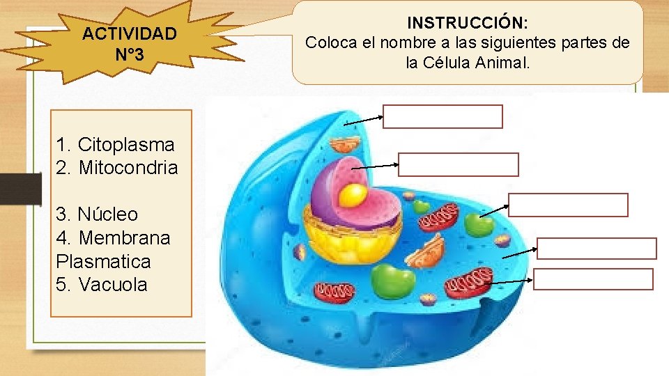ACTIVIDAD N° 3 1. Citoplasma 2. Mitocondria 3. Núcleo 4. Membrana Plasmatica 5. Vacuola