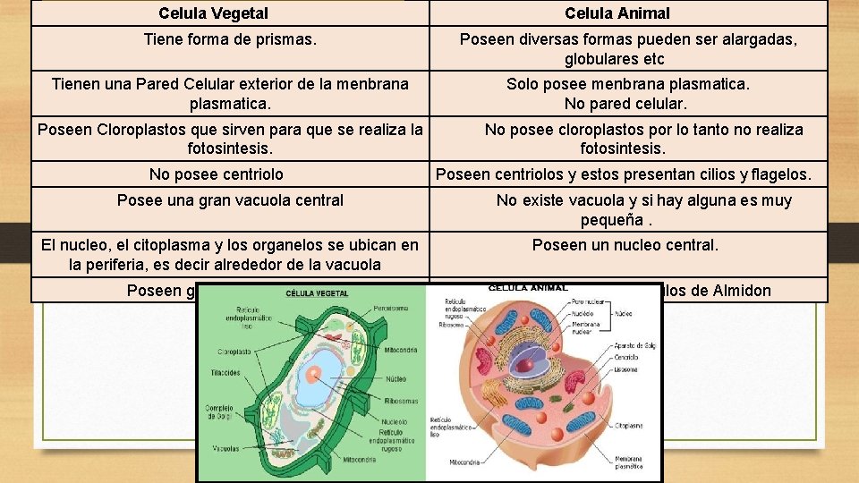  Celula Vegetal Celula Animal Tiene forma de prismas. Poseen diversas formas pueden ser