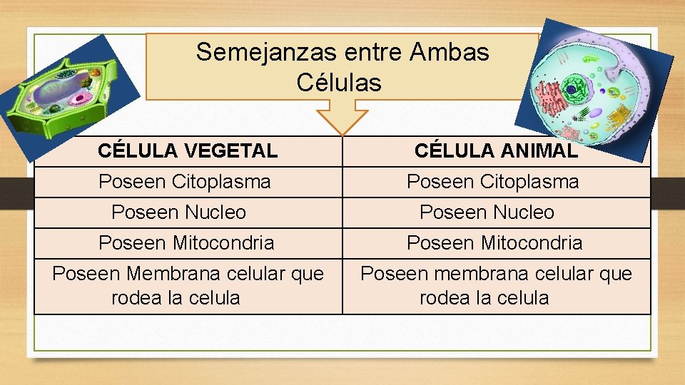 Semejanzas entre Ambas Células CÉLULA VEGETAL CÉLULA ANIMAL Poseen Citoplasma Poseen Nucleo Poseen Mitocondria