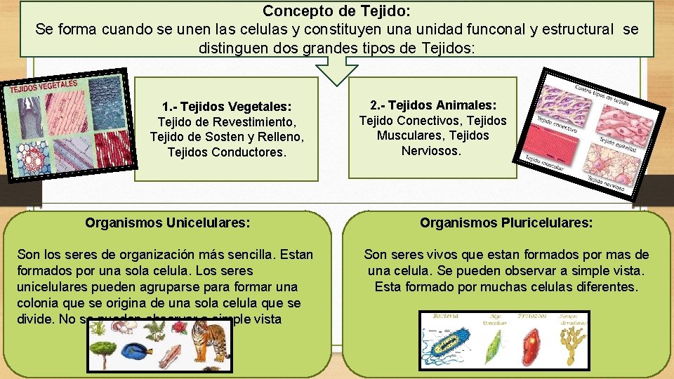 Concepto de Tejido: Se forma cuando se unen las celulas y constituyen una unidad