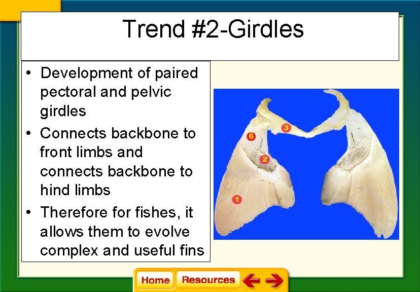 Trend #2 -Girdles • Development of paired pectoral and pelvic girdles • Connects backbone