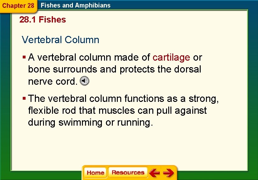 Chapter 28 Fishes and Amphibians 28. 1 Fishes Vertebral Column § A vertebral column