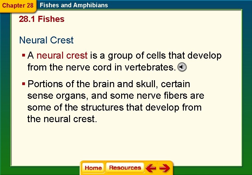 Chapter 28 Fishes and Amphibians 28. 1 Fishes Neural Crest § A neural crest