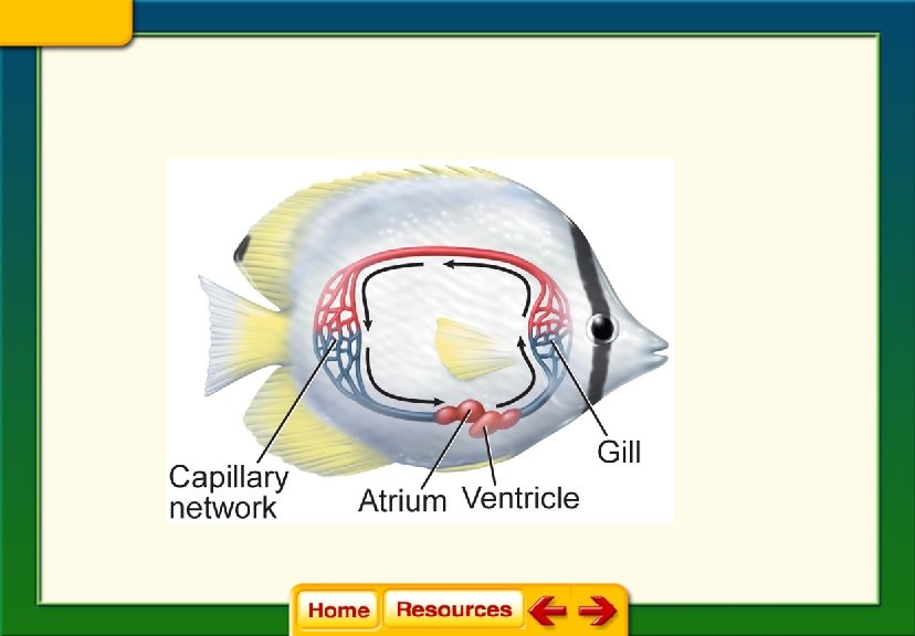 Chapter 28 Fishes and Amphibians Section 1 Fishes