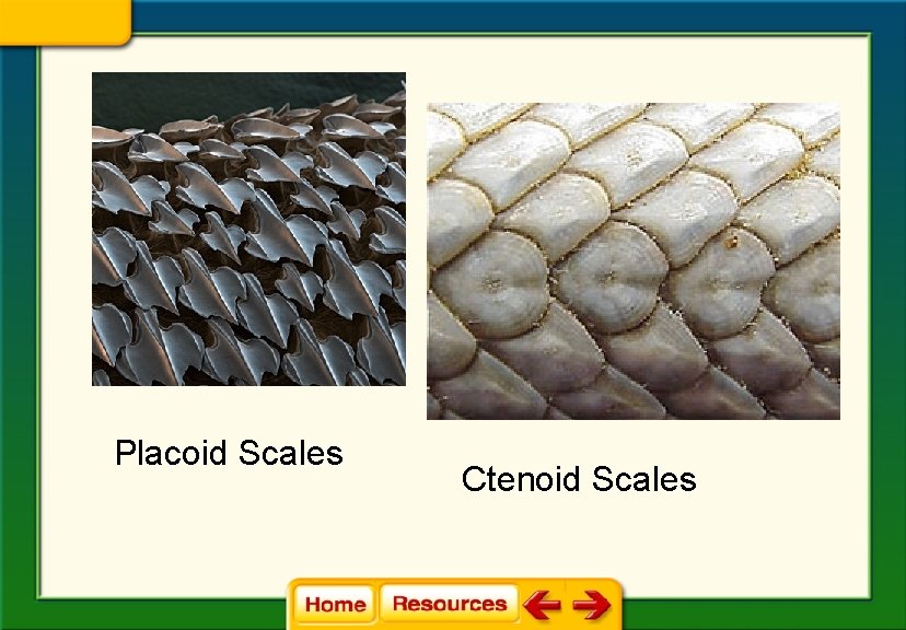 Placoid Scales Ctenoid Scales 