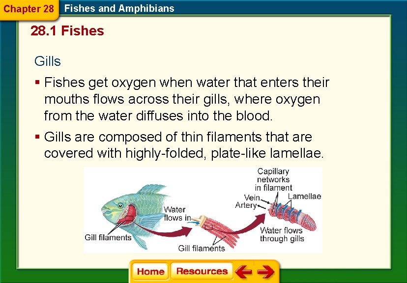 Chapter 28 Fishes and Amphibians 28. 1 Fishes Gills § Fishes get oxygen when