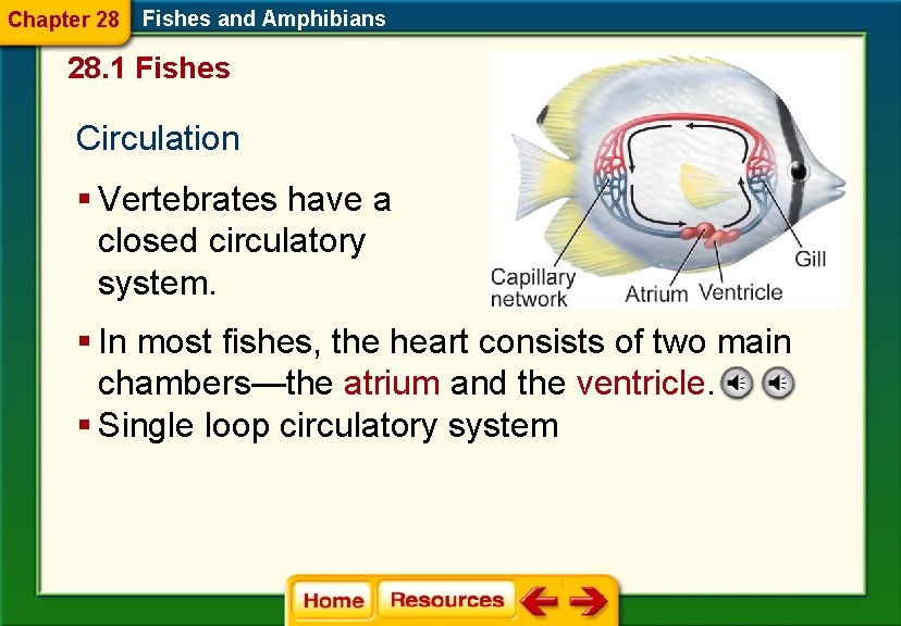 Chapter 28 Fishes and Amphibians 28. 1 Fishes Circulation § Vertebrates have a closed