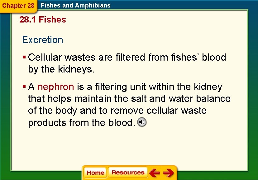 Chapter 28 Fishes and Amphibians 28. 1 Fishes Excretion § Cellular wastes are filtered