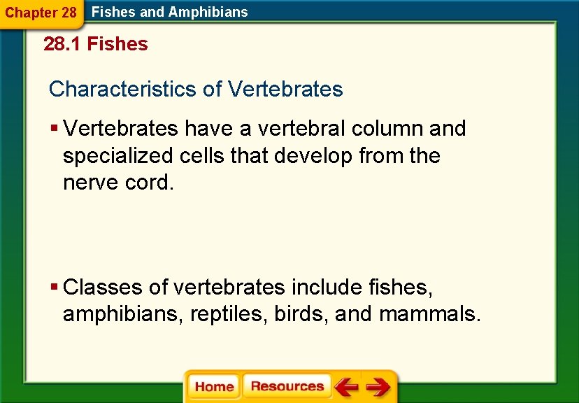 Chapter 28 Fishes and Amphibians 28. 1 Fishes Characteristics of Vertebrates § Vertebrates have