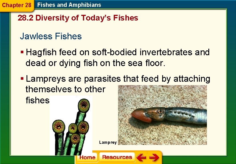 Chapter 28 Fishes and Amphibians 28. 2 Diversity of Today’s Fishes Jawless Fishes §
