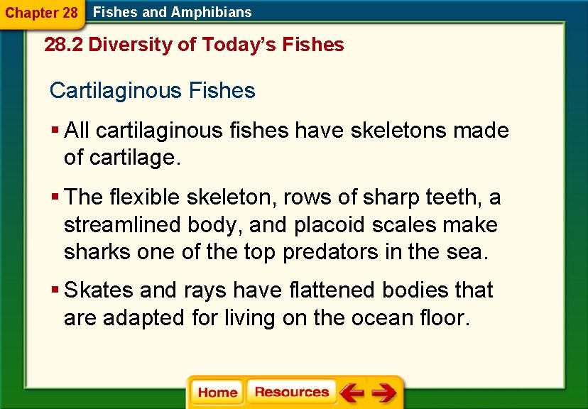 Chapter 28 Fishes and Amphibians 28. 2 Diversity of Today’s Fishes Cartilaginous Fishes §