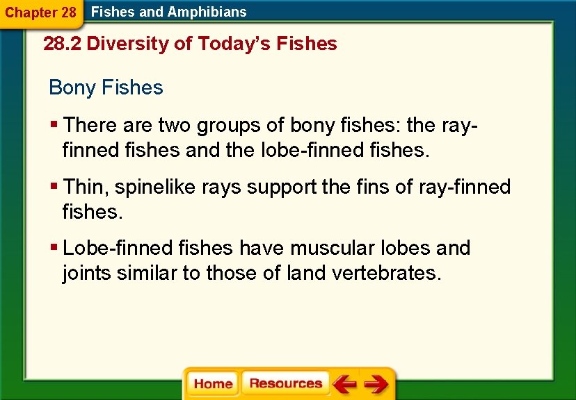 Chapter 28 Fishes and Amphibians 28. 2 Diversity of Today’s Fishes Bony Fishes §