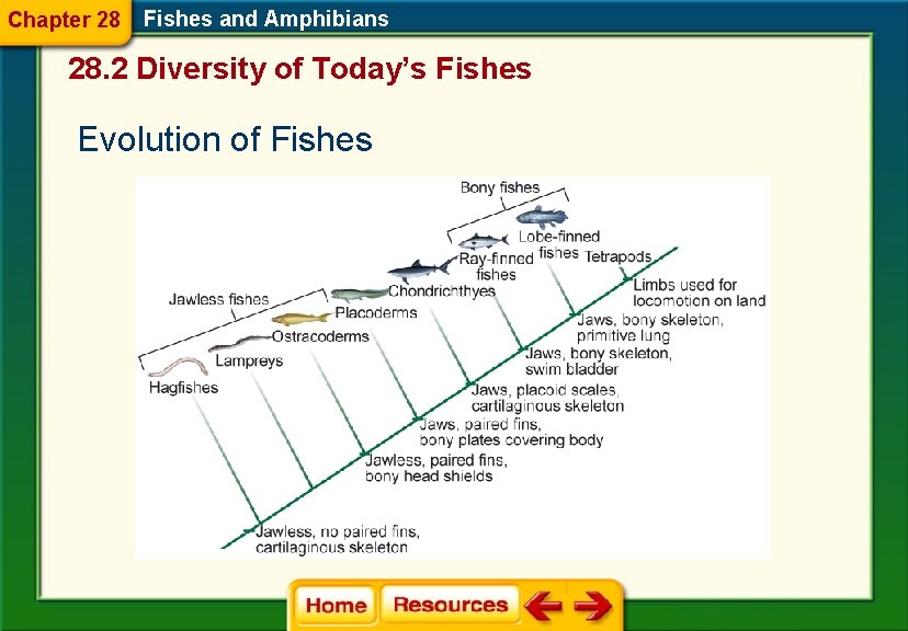 Chapter 28 Fishes and Amphibians 28. 2 Diversity of Today’s Fishes Evolution of Fishes