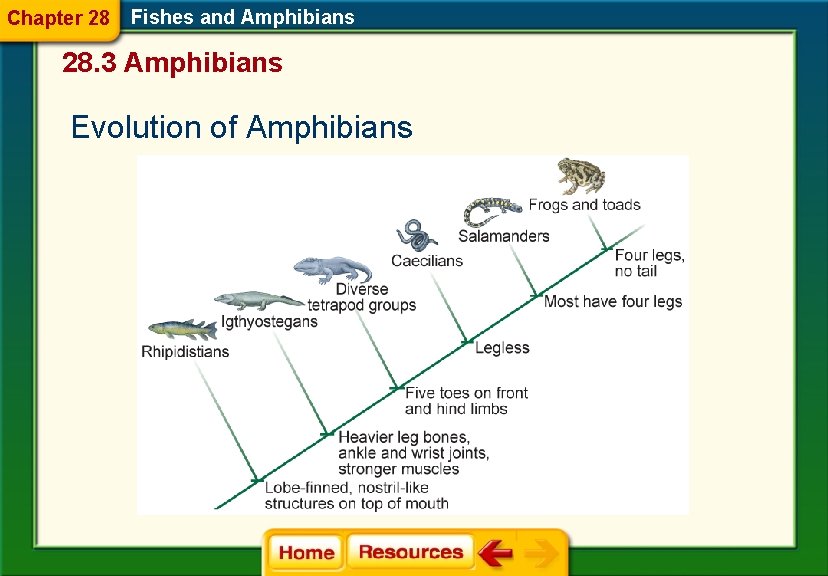 Chapter 28 Fishes and Amphibians 28. 3 Amphibians Evolution of Amphibians 