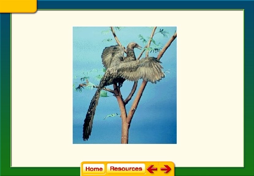 Chapter 28 Fishes and Amphibians Section 1 Fishes