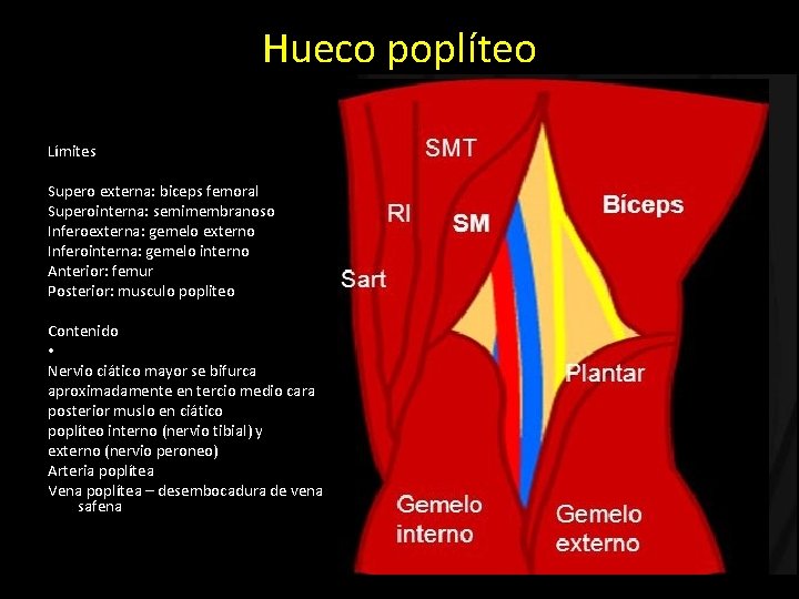 Hueco poplíteo Límites Supero externa: biceps femoral Superointerna: semimembranoso Inferoexterna: gemelo externo Inferointerna: gemelo