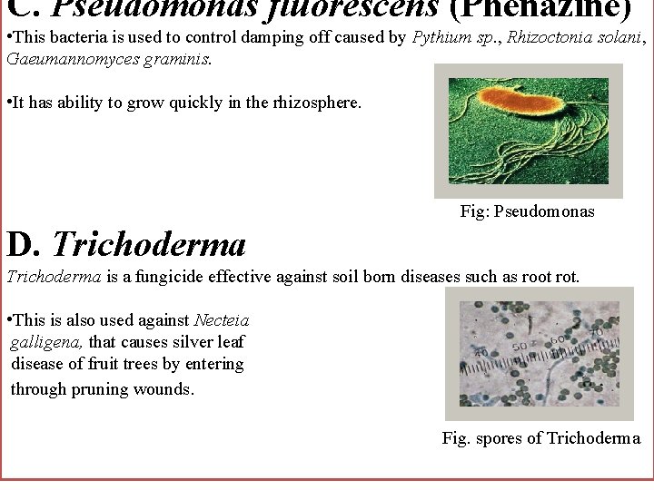 C. Pseudomonas fluorescens (Phenazine) • This bacteria is used to control damping off caused