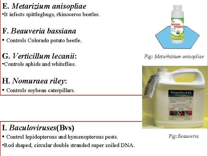 E. Metarizium anisopliae • It infects spittlegbugs, rhinoceros beetles. F. Beauveria bassiana • Controls