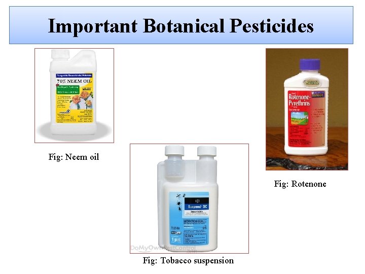 Important Botanical Pesticides Fig: Neem oil Fig: Rotenone Fig: Tobacco suspension 