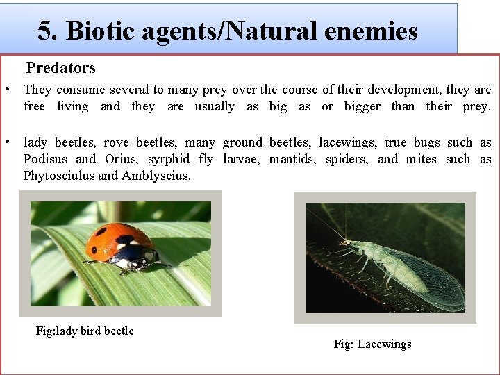 5. Biotic agents/Natural enemies Predators • They consume several to many prey over the