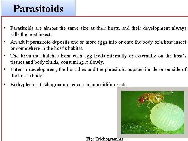 Parasitoids • Parasitoids are almost the same size as their hosts, and their development