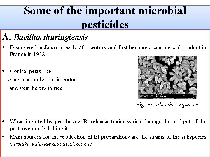 Some of the important microbial pesticides A. Bacillus thuringiensis • Discovered in Japan in