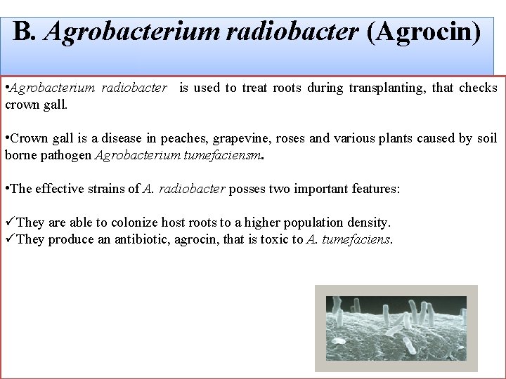 B. Agrobacterium radiobacter (Agrocin) • Agrobacterium radiobacter is used to treat roots during transplanting,