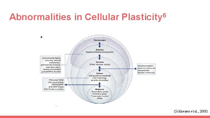 Abnormalities in Cellular Plasticity 6 (Schloesser et al. , 2008) 