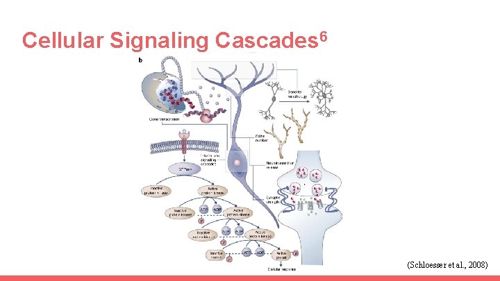 Cellular Signaling Cascades 6 (Schloesser et al. , 2008) 