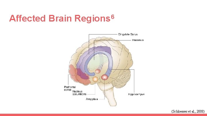 Affected Brain Regions 6 (Schloesser et al. , 2008) 