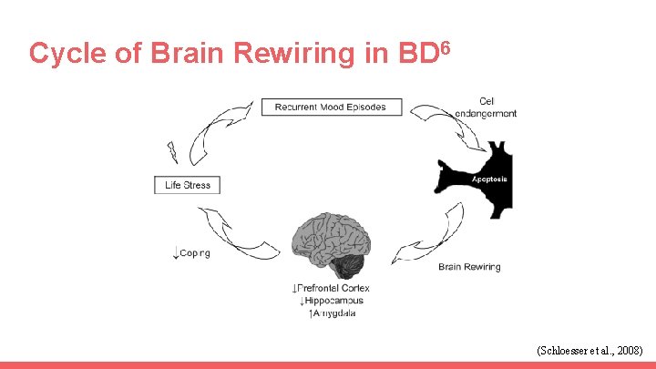 Cycle of Brain Rewiring in BD 6 (Schloesser et al. , 2008) 
