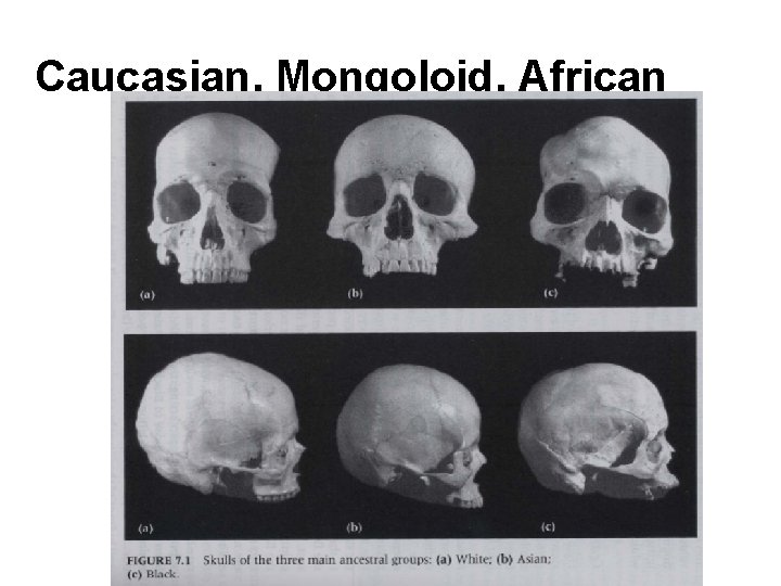 Caucasian, Mongoloid, African 