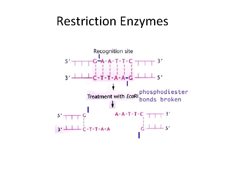 Restriction Enzymes 