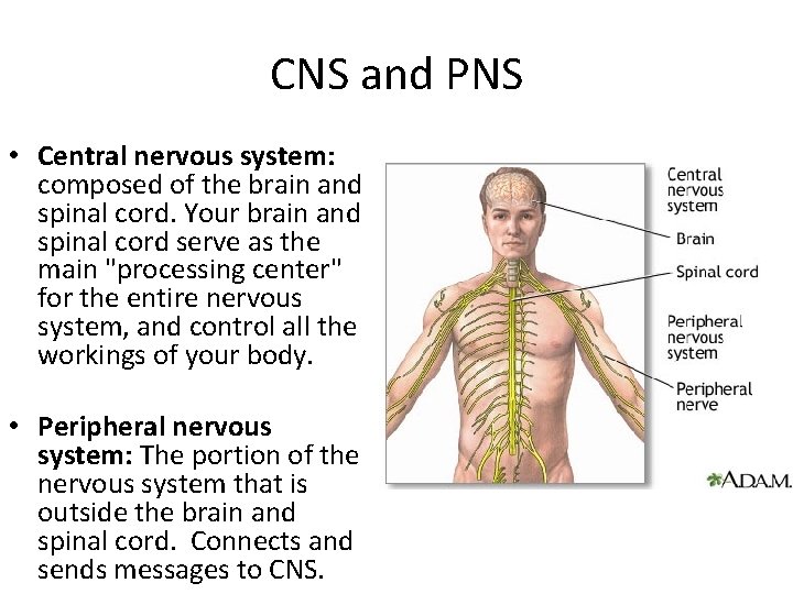 CNS and PNS • Central nervous system: composed of the brain and spinal cord.